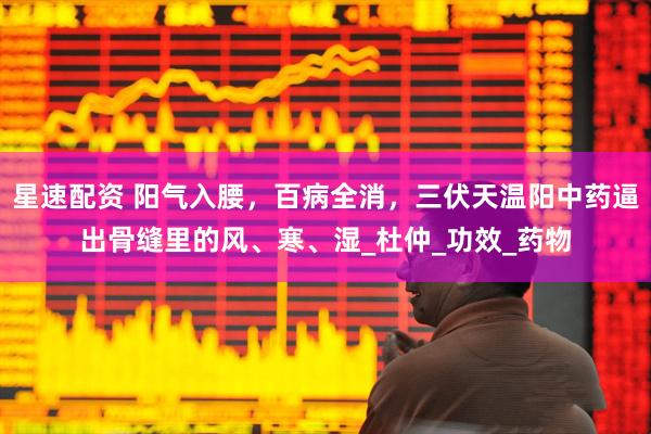 星速配资 阳气入腰，百病全消，三伏天温阳中药逼出骨缝里的风、寒、湿_杜仲_功效_药物
